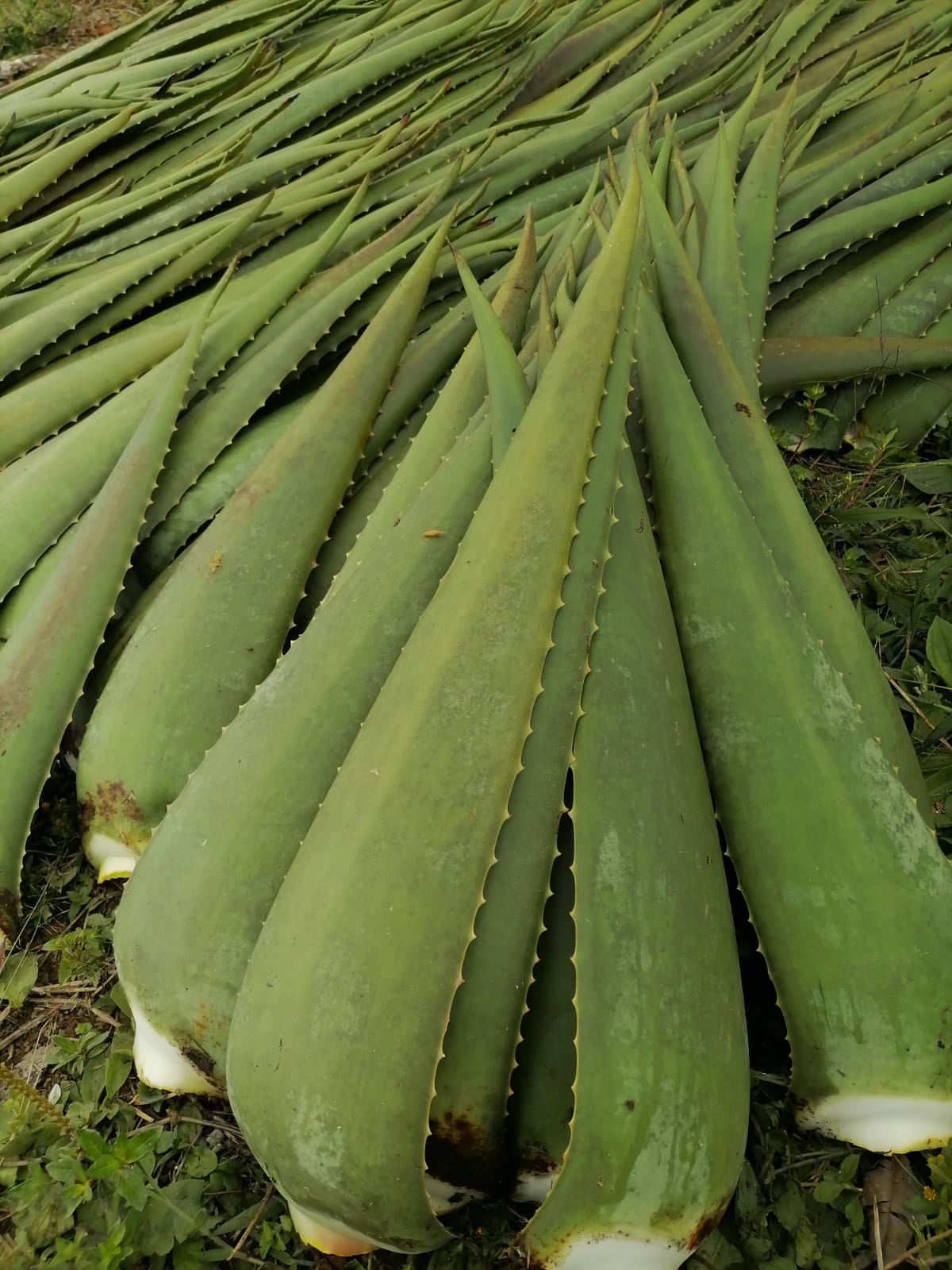 Aloe Vera