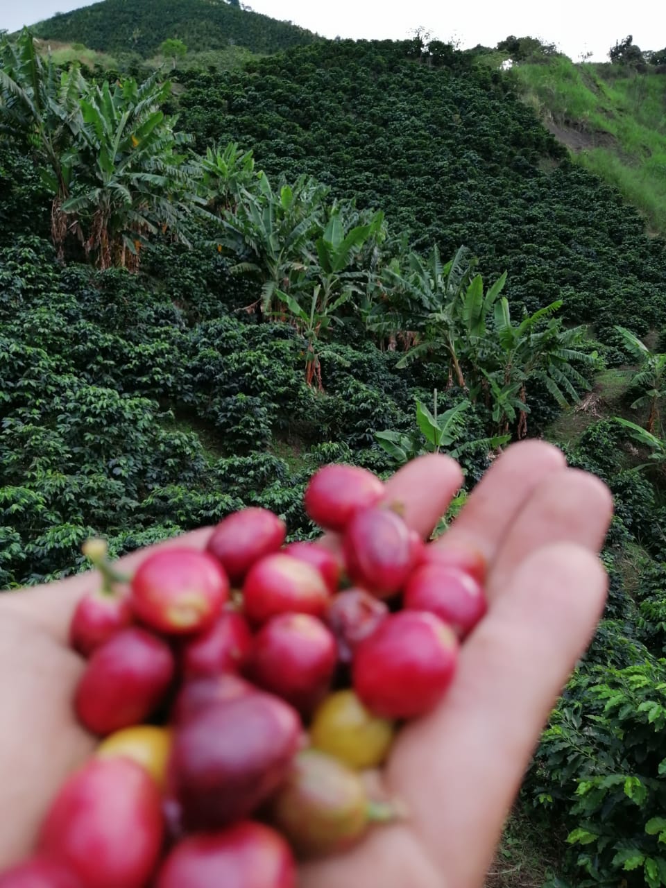 Innaturebeans sourcing partners in South America